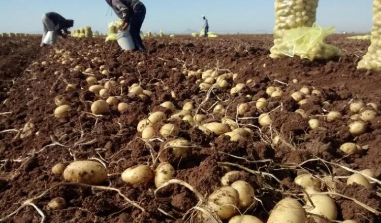 Cultivos de papa en la zona de Balcarce