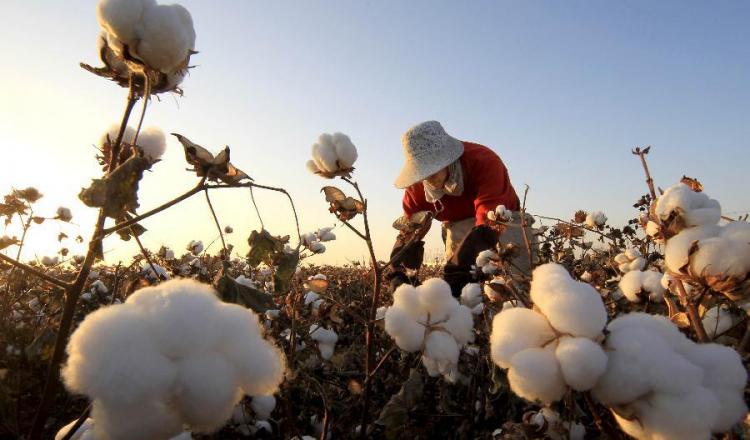 Bombero Comunista Engaño Textile Exchange propone tres grandes razones para apostar por el algodón  orgánico | ComunicarSe
