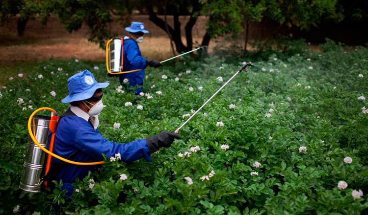 Trabajadores agrícolas aplican pesticida a un cultivo en Afganistán. Foto: FAO/Danfung Dennis